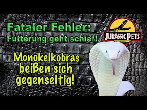 Fehler in der Terraristik: Monokelkobra beißen sich bei Fütterung | Leucistic Naja kaouthia Leuzist