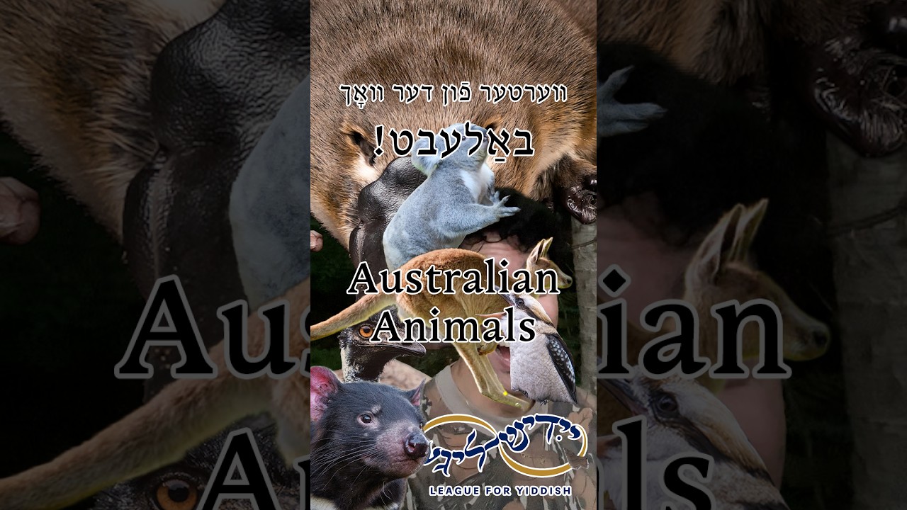 <p>🦘🐨🐊 Australian Animals | אויסטראַלישע חיות 🐊🐨🦘</p>
