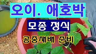 [텃밭농부 1,447]  오이, 애호박 모종 정식하는 방법. 공중재배 준비 #오이재배 #애호박재배