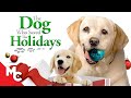 The Dog Who Saved The Holidays | Full Movie | Christmas Adventure!