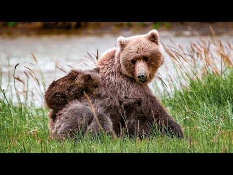 Медвежий угол. Где в Беларуси можно увидеть диких Бурых медведей?| Film Studio Aves
