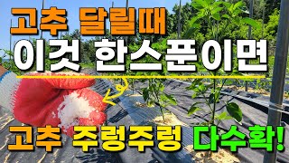 고추 이걸 넣어주면 주렁주렁 다수확 할 수 있습니다 - 고추추비 고추웃거름
