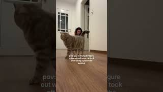 Download lagu Came home to a surprise today #cats #relateable #britishshorthair mp3