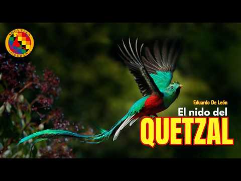 "Es mágico ver al QUETZAL en su NIDO"