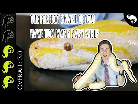 Krajta tigrovaná a krajta barmská (Python molurus / bivittatus) — chov a vlastnosti