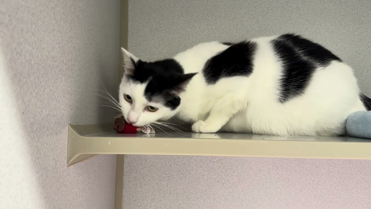 Enlarge Tiney, a ADOPTABLE Domestic Short Hair in Winter Haven, FL video 6/6