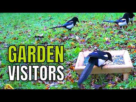 Bird Feeder Gets Busy With Hungry Visitors!