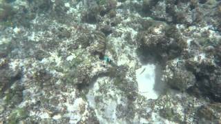 Underwater Sunshine (or what we did on our summer vacation)