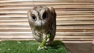 Сова сплюшка Ыть гнёт, ломает и пробует гусениц.