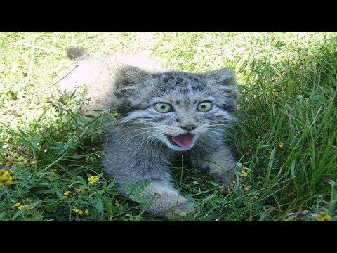 Farmer Finds Abandoned Kittens Then Realizes They Are Definitely Not House Cats