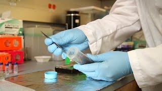 Hair Strands Could Reveal Lifestyle Secrets of Suspects - Headline Science