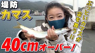 GO!GO!九ちゃんフィッシング #401 「釣ったら食べる!堤防カマス釣り!(前篇) ウキ釣りで大物ゲットならオシャレレシピ!」