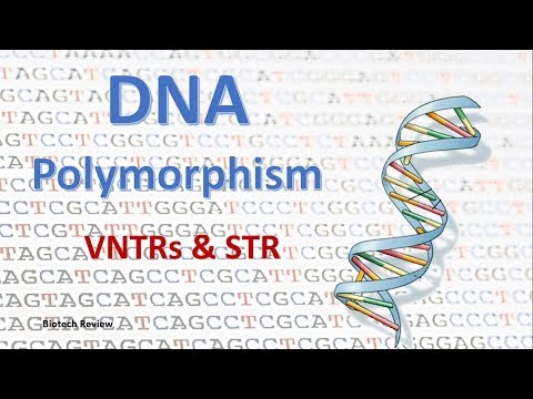 DNA Polymorphism | VNTR | STR