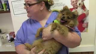 preview picture of video 'Gettysburg Pike Animal Clinic - Short | Mechanicsburg, PA'