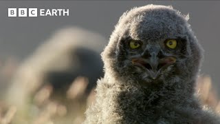 Snowy Owls’ Commitment to Parenthood | Animal Super Parents | BBC Earth