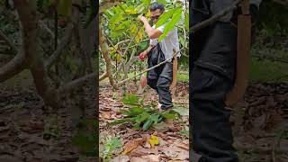 nagturo ako sa daliaon toril davao ng pruning