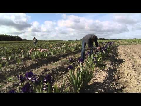Bourdillon iris Miniature vidéo YouTube 4