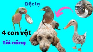 515🦜 Animals that show intelligence and talent
