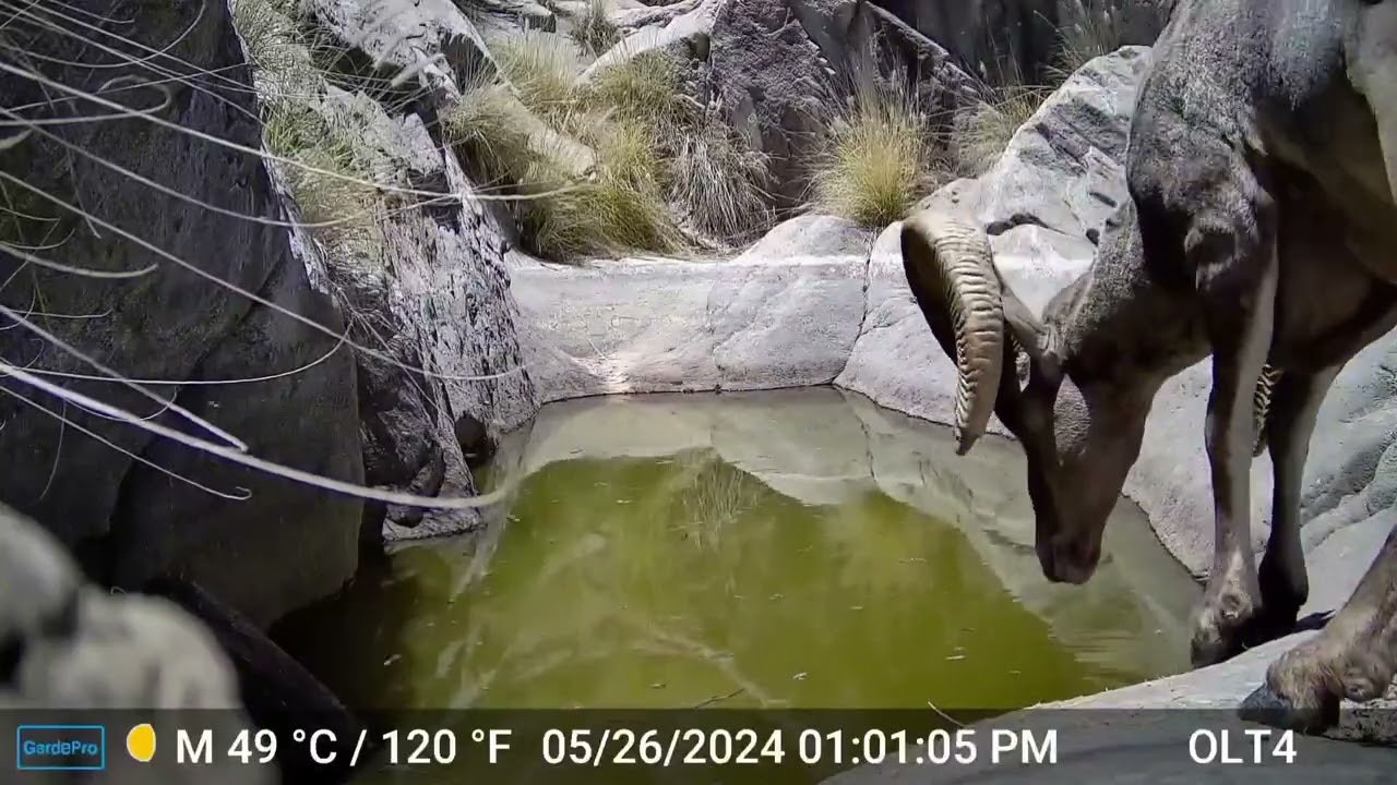 S2E4: Wildlife Visitors at the Canyon Watering Hole (Part 3)