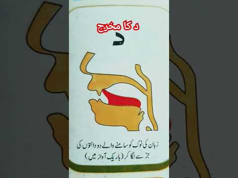 Daal (د) Ka Makhraj | the best way of learning Quran #makhraj #tajweed #viral #shortvideos #ytshorts