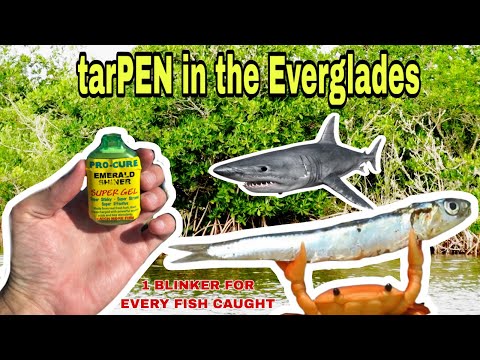 Fishing the shark infested waters of the 10 thousand islands