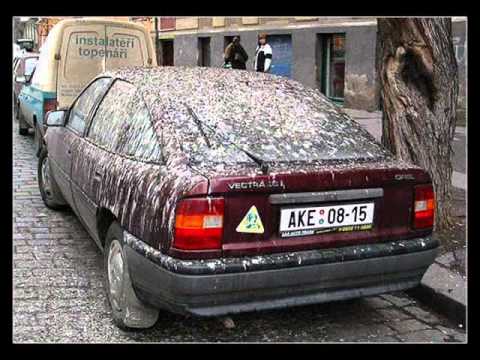 Mile I Putnici   Ptica