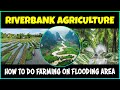 Riverbank Agriculture How To Do Farming On Flooding Area