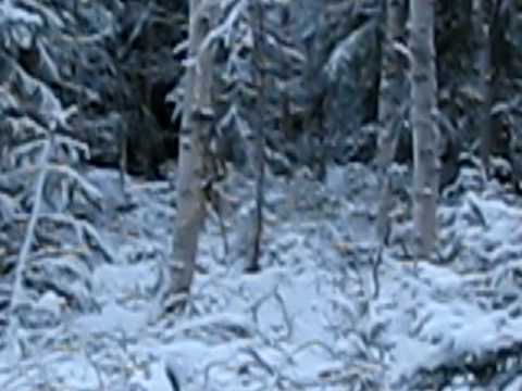 salaman ajo 20.12.09