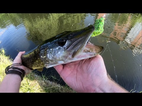 Pike LOVE Frogs! Video