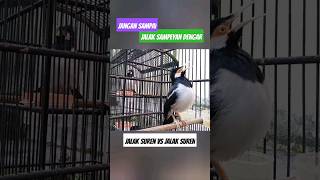 Download lagu [asmr] Jalak Suren Gacor Terapi Jalak Suren Macet, Jalak Suren Muda Agar Cepat Gacor, Birahi Naik mp3