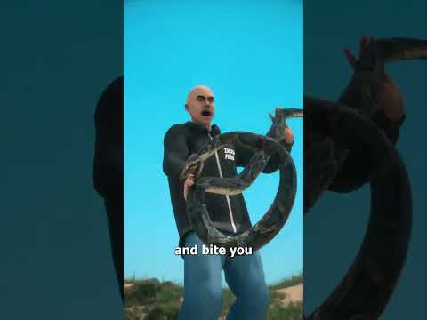 How To Catch A Python 🤔