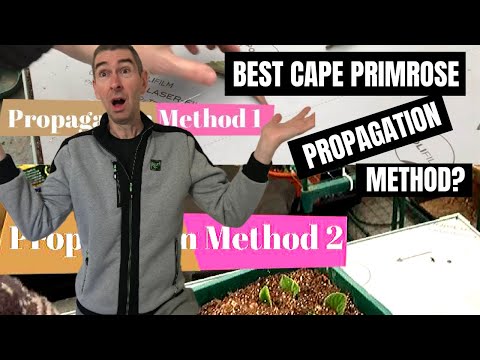 STREPTOCARPUS (Cape Primrose) PROPAGATION - BEST METHOD