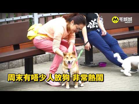 【十八區狗公園】 荃灣公園寵物公園