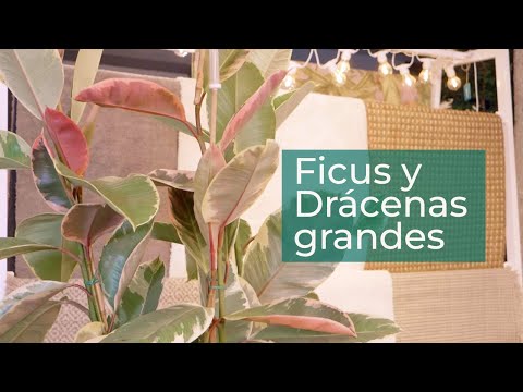 , title : 'Plantas grandes de interior: tipos de Ficus y Drácenas, y sus cuidados | Plantas en Verdecora'