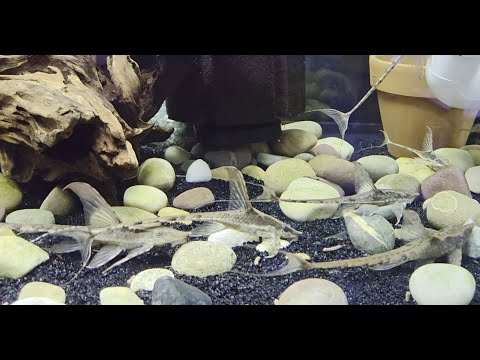 Not all fish breed the same: Sturisoma aureum whiptails