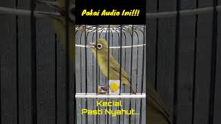 Download lagu Ciak Betina plus Audio Joss Kecial Kuning untuk Merangsang Birahi Kecial mp3 Download lagu Ciak Betina plus Audio Joss Kecial Kuning untuk Merangsang Birahi Kecial mp3