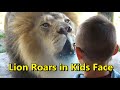 Lion Roars In Kids Face Lincoln Park Zoo Chicago