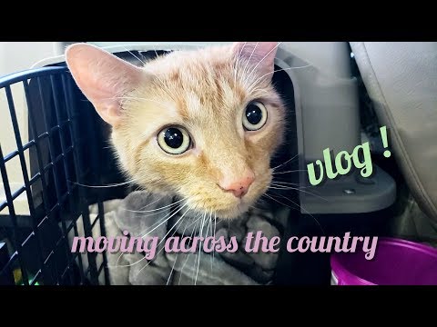 Driving Across the Country with my Cat I Moving Vlog
