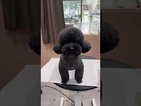 BLACK BICHON FRISE'S GROOMING SECRETS #dog #puppyvideos #mobilegrooming #puppy