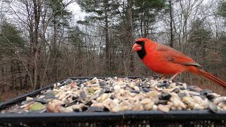 Busy Bird Feeder gameplay video by saegertam, 1:36 duration