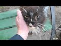 Hungry Cat Meow Again On The Street