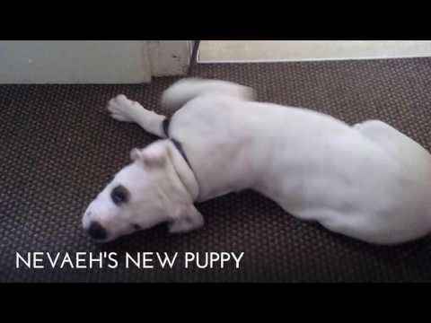 NEVAEH'S DOG,PICTURES AND VIDEOS!