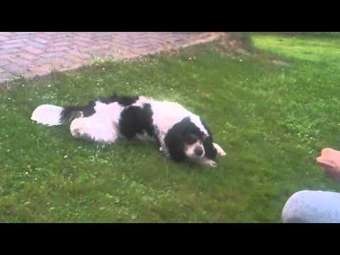 Befehl "totstellen" mit Sammy