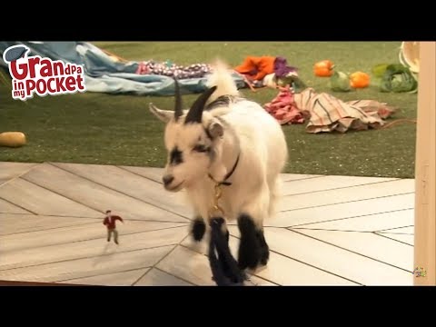 Goat attacks old lady | Grandpa in My Pocket | Mr Scoffbucket the Goat | Full Episode | Grandpa S2