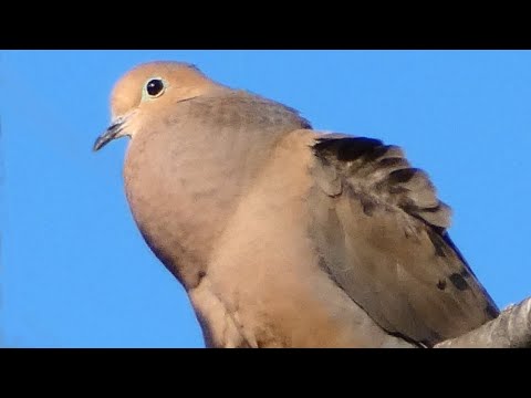 Dove bird call / song / sound | Mourning