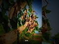 Raatkali WhatsApp Status