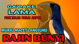 Download lagu pancingan murai batu GACOR ampuh JADIKAN murai MACET nyaut EMOSI❗❗ mp3