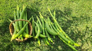 Thu hoạch mướp cuối mùa