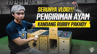 Download lagu PENGIRIMAN AYAM mp3