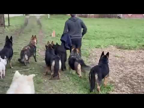 Katze auf 1:00 Uhr #hund#katze#hundetraining